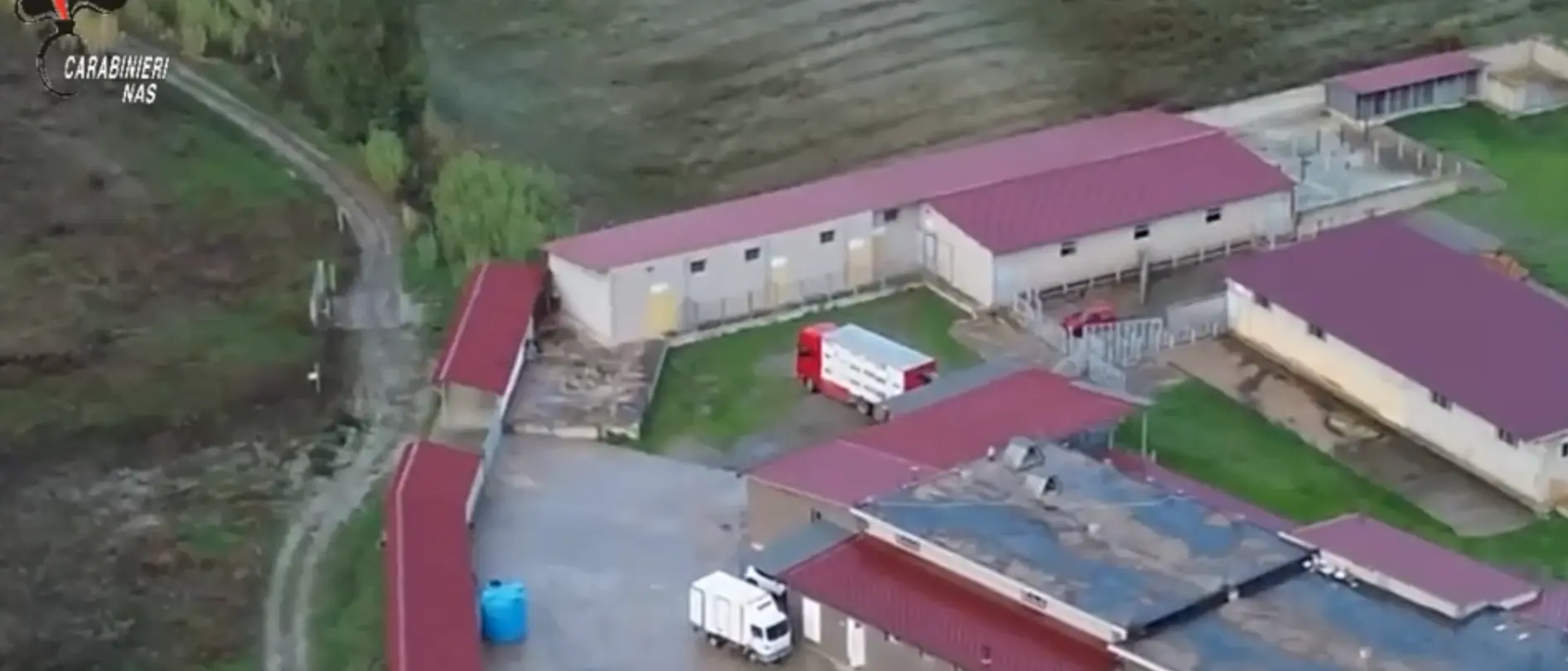 Crotone,\u00A0cavalli da corsa macellati senza autorizzazione:\u00A0un arresto e\u00A03 tonnellate di carne sequestrate\n