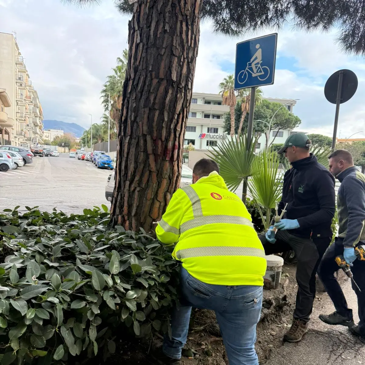 Verde pubblico a Reggio Calabria, Merenda: «Al via gli interventi contro il Punteruolo Rosso e la Processionaria del Pino»\n\u00A0\n