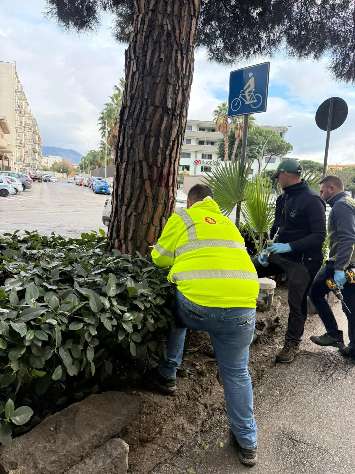 Verde pubblico a Reggio Calabria, Merenda: «Al via gli interventi contro il Punteruolo Rosso e la Processionaria del Pino»\n\u00A0\n