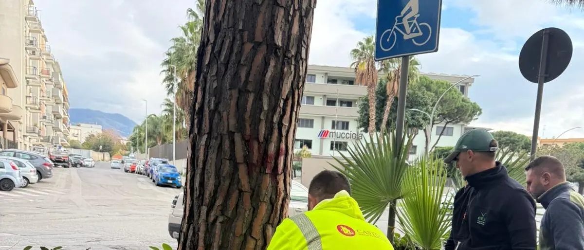 Verde pubblico a Reggio Calabria, Merenda: «Al via gli interventi contro il Punteruolo Rosso e la Processionaria del Pino»\n\u00A0\n