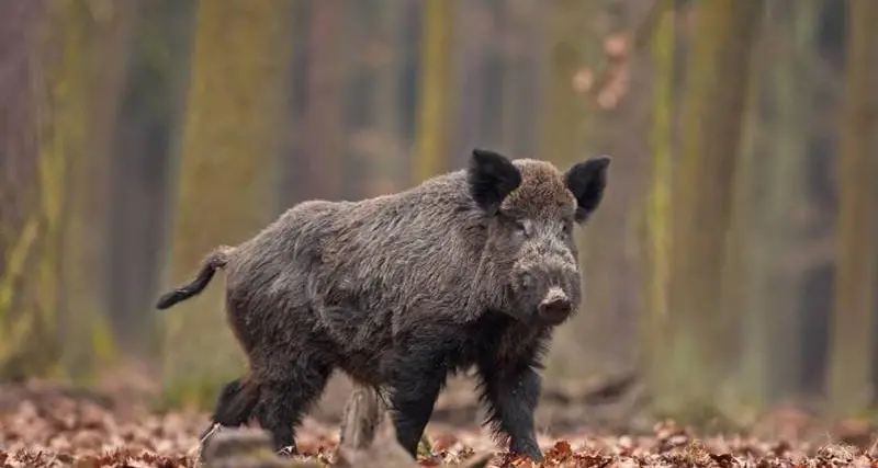 Emergenza cinghiali a Isola di Capo Rizzuto, il sindaco alla Regione: «Servono soluzioni incisive, anche drastiche»\n