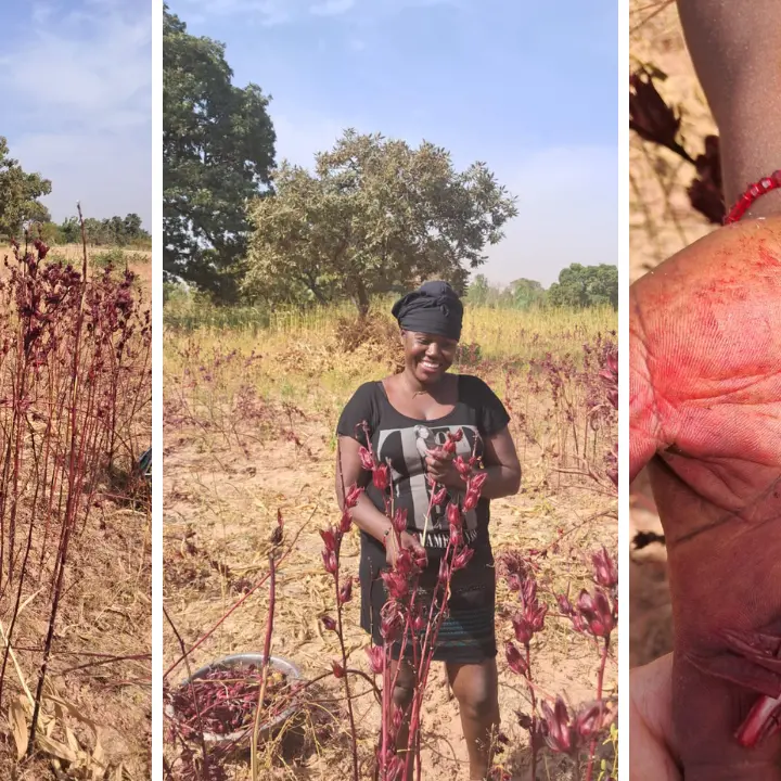 Il Bissap, il fiore rosso dell’Africa che ha trasformato i sogni di\u00A0Assetou in realtà\n