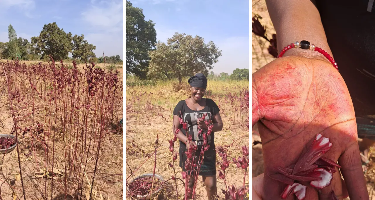 Il Bissap, il fiore rosso dell’Africa che ha trasformato i sogni di\u00A0Assetou in realtà\n