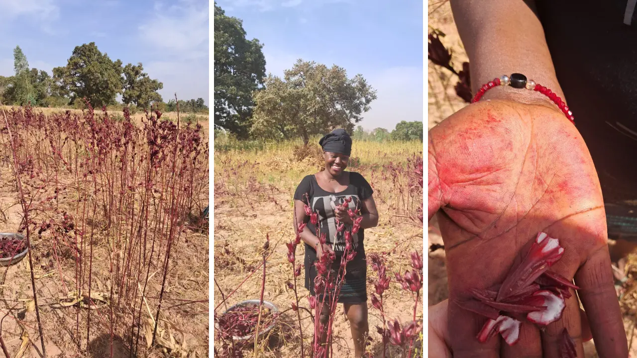 Il Bissap, il fiore rosso dell’Africa che ha trasformato i sogni di\u00A0Assetou in realtà\n