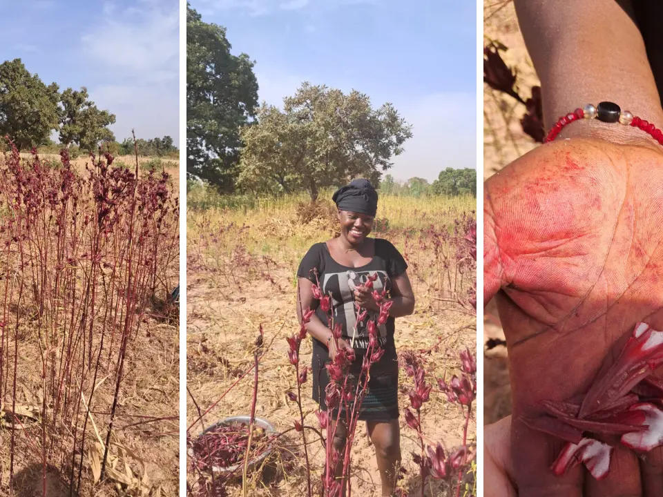 Il Bissap, il fiore rosso dell’Africa che ha trasformato i sogni di Assetou in realtà