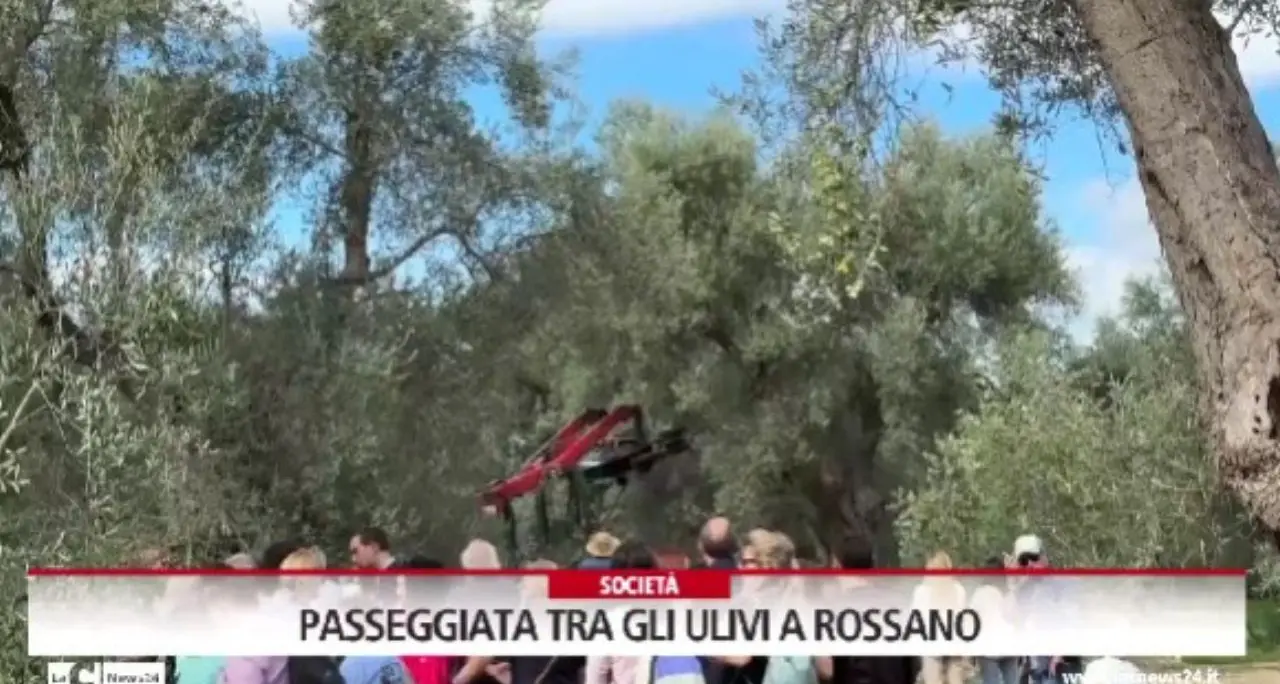 Passeggiata tra gli ulivi a Rossano