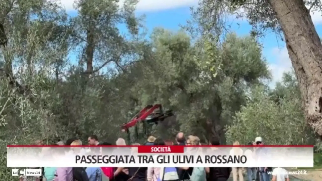 Passeggiata tra gli ulivi a Rossano