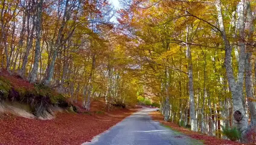 Lo spettacolo del foliage nel Parco delle Serre: l'autunno è un trionfo di colori