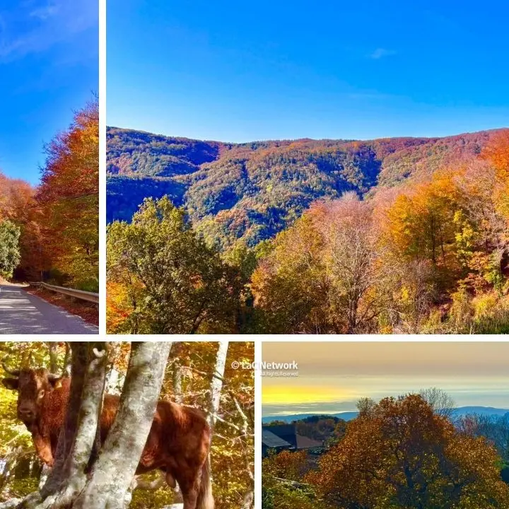 Parco delle Serre, lo spettacolo dell’autunno incanta con il foliage tra Vibo e Catanzaro\n