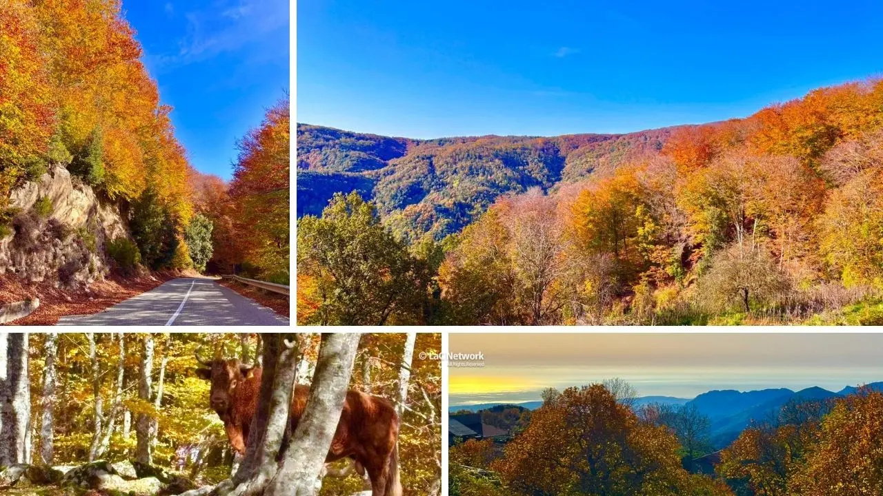Parco delle Serre, lo spettacolo dell’autunno incanta con il foliage tra Vibo e Catanzaro\n