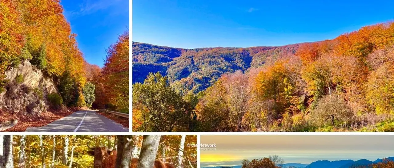 Parco delle Serre, lo spettacolo dell’autunno incanta con il foliage tra Vibo e Catanzaro\n
