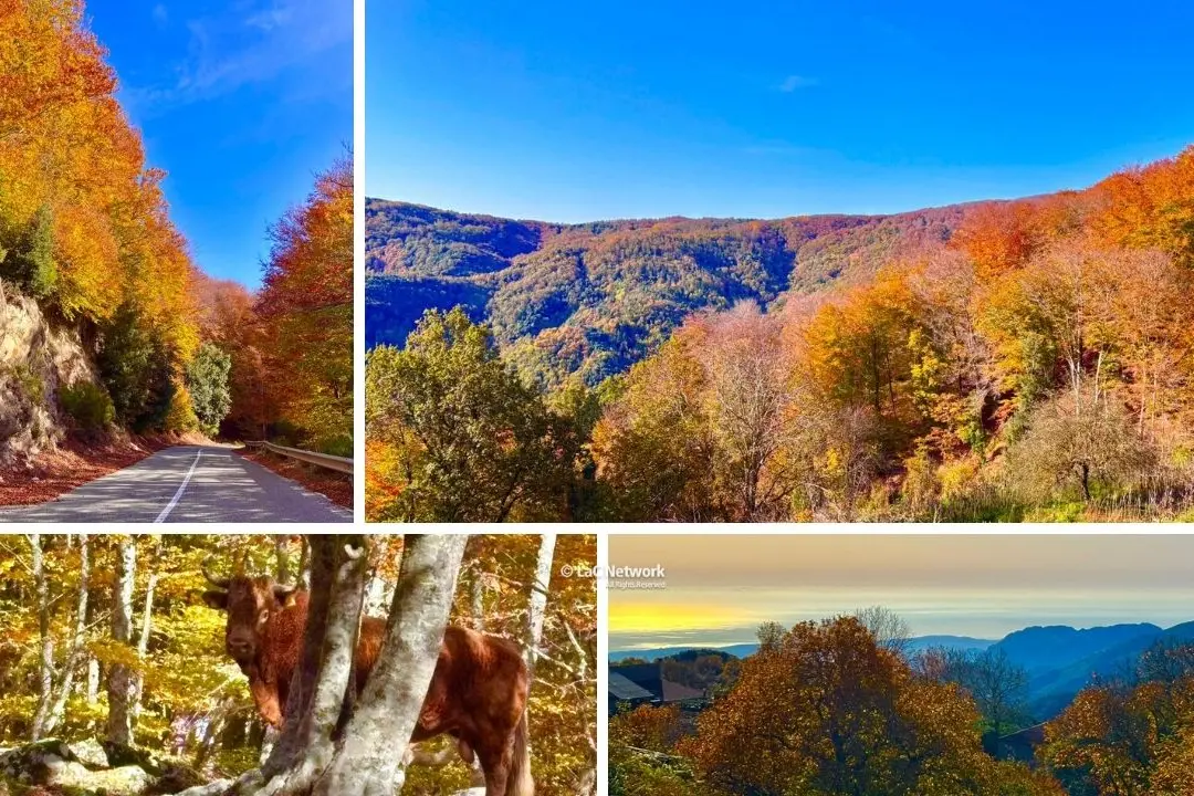 Parco delle Serre, lo spettacolo dell’autunno incanta con il foliage tra Vibo e Catanzaro\n