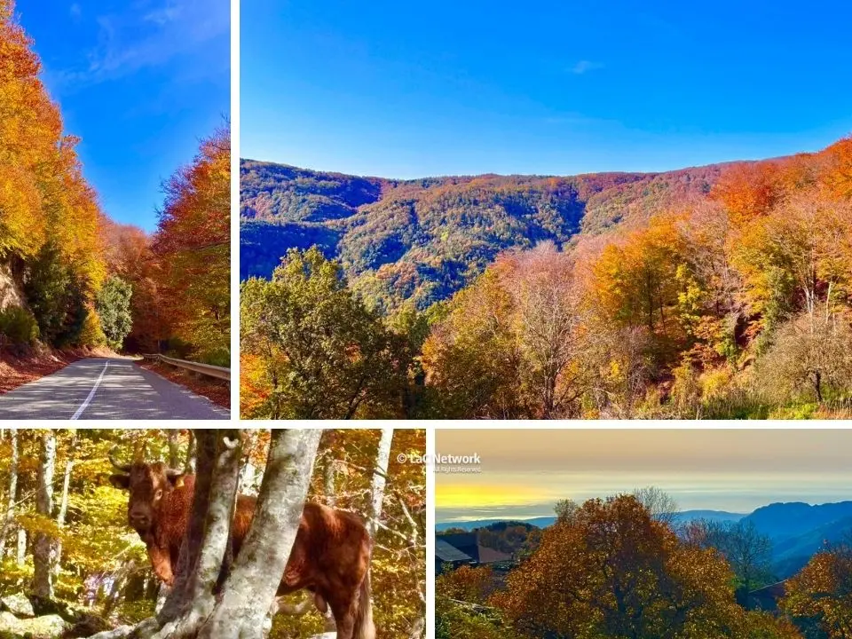 Parco delle Serre, lo spettacolo dell’autunno incanta con il foliage tra Vibo e Catanzaro