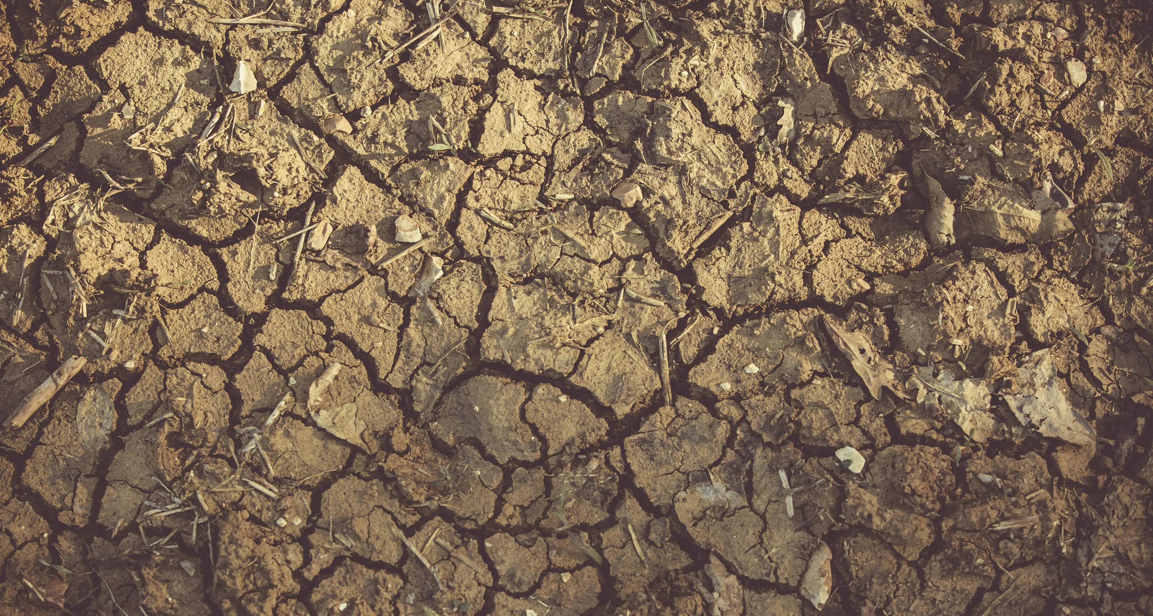 Siccità ed eventi estremi: in dieci anni scompare il 30% delle imprese agricole, cresce la scelta di colture più resistenti