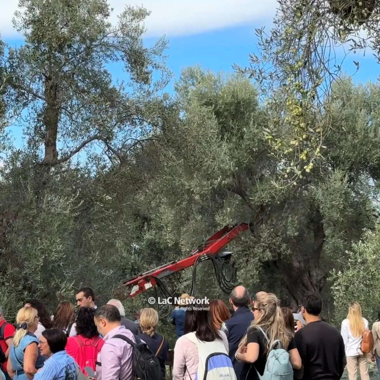 La crisi dell’olio tra prezzi bassi e carenza di manodopera: «Meno di 10 euro al litro non è un buon extravergine»\n