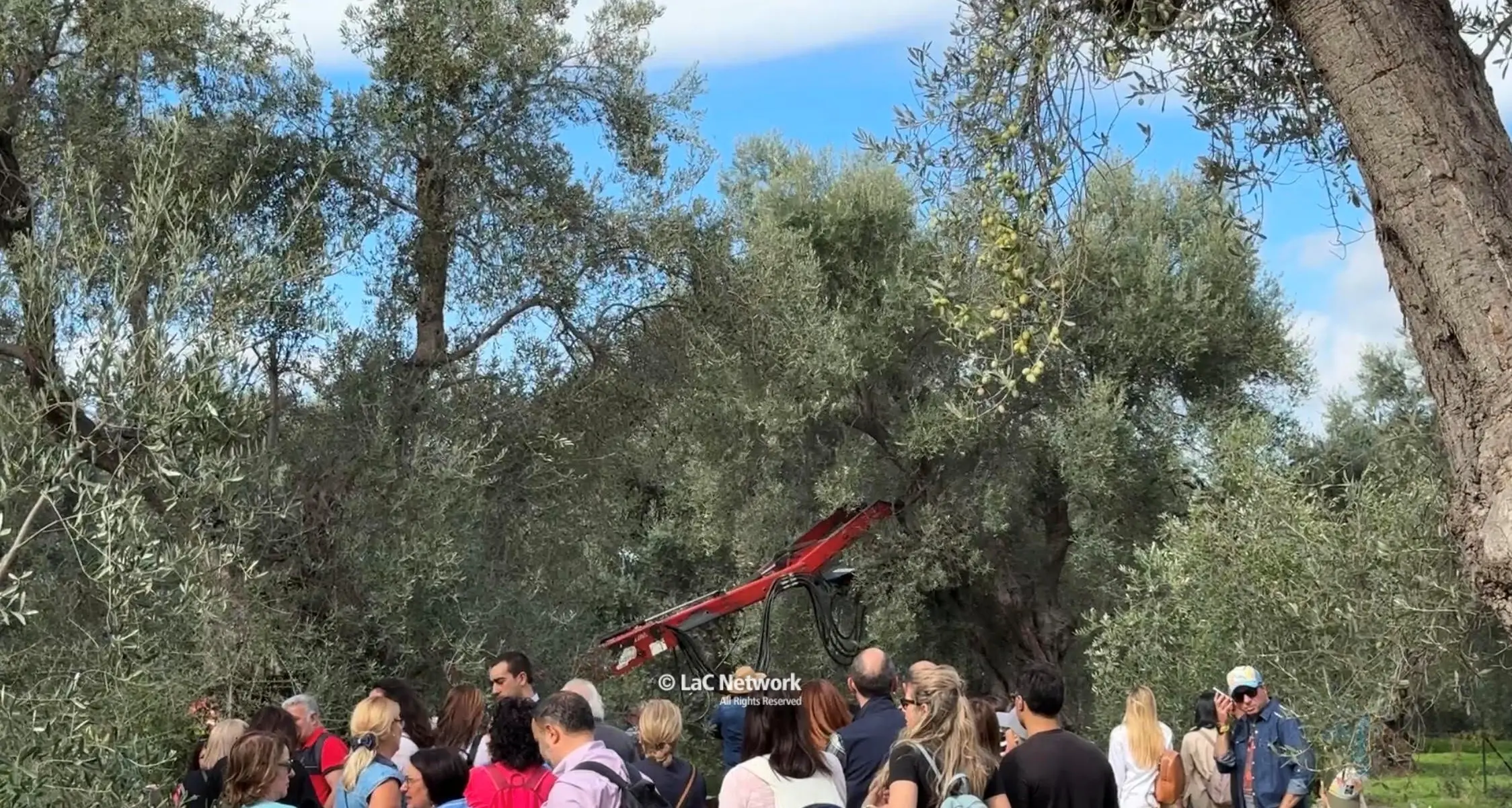 La crisi dell’olio tra prezzi bassi e carenza di manodopera: «Meno di 10 euro al litro non è un buon extravergine»\n