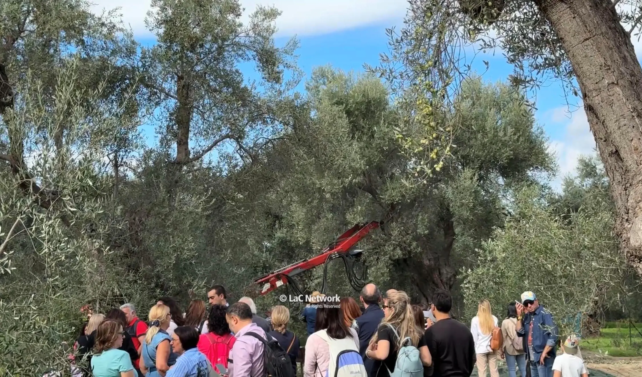 La crisi dell’olio tra prezzi bassi e carenza di manodopera: «Meno di 10 euro al litro non è un buon extravergine»\n