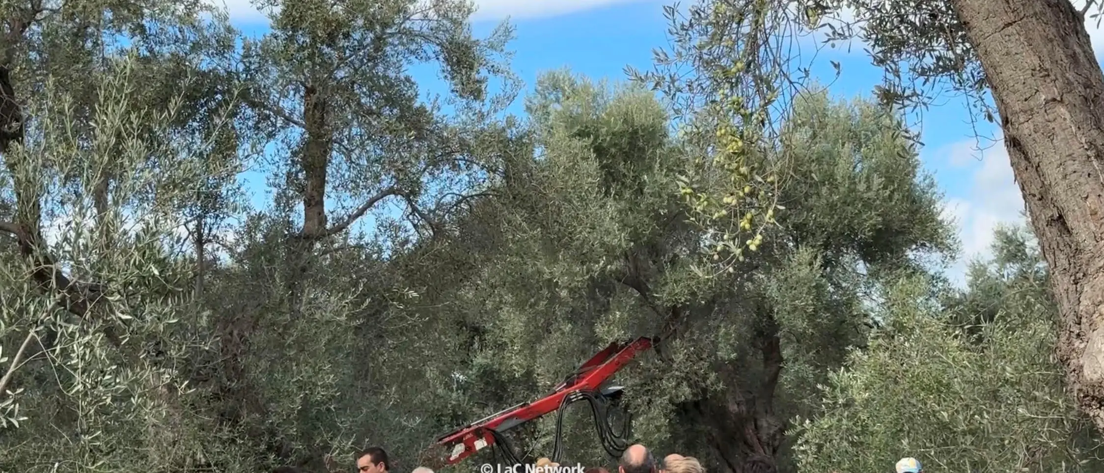 La crisi dell’olio tra prezzi bassi e carenza di manodopera: «Meno di 10 euro al litro non è un buon extravergine»\n