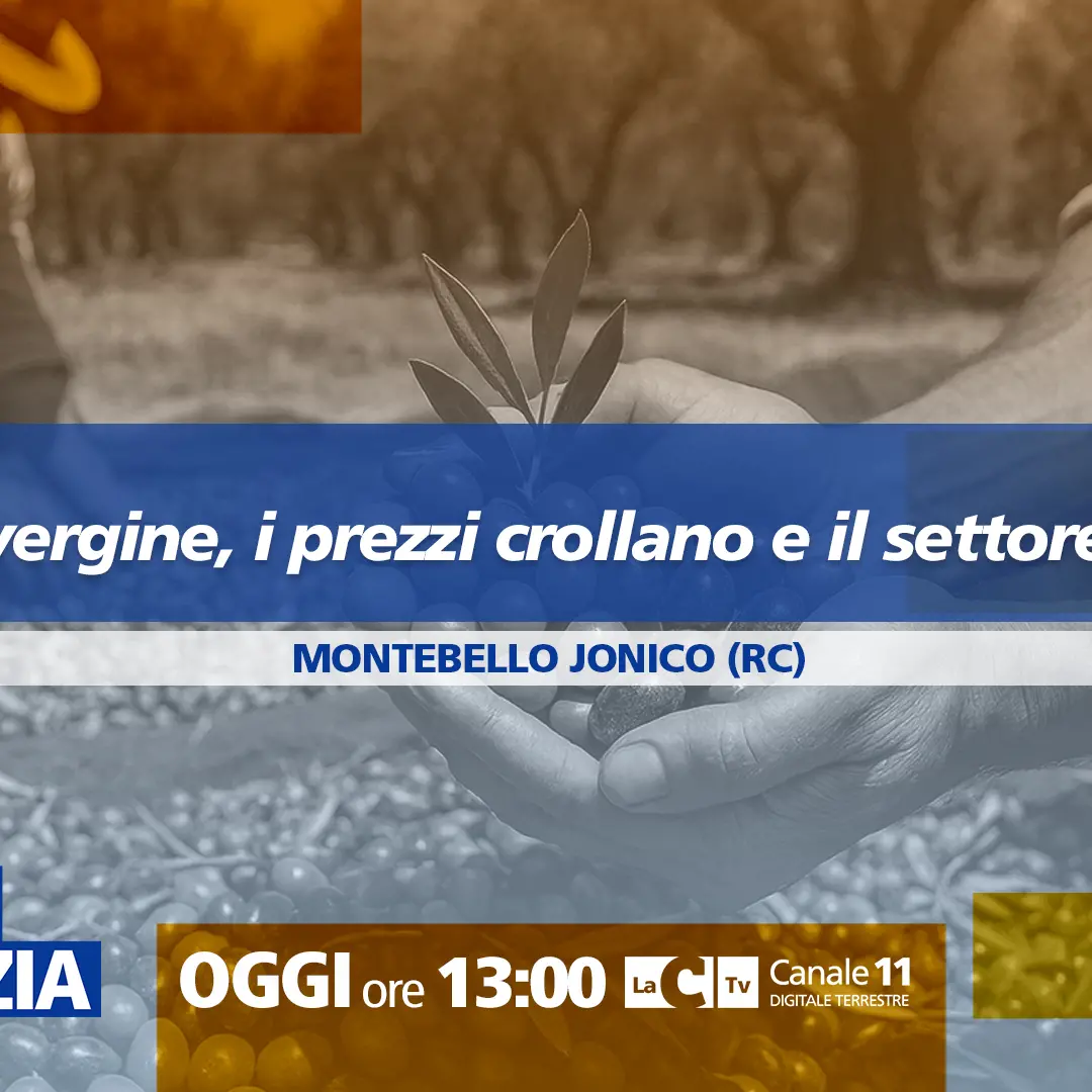 Crolla il prezzo dell’olio d’oliva, produttori calabresi in allarme: a Dentro la Notizia viaggio nell’emergenza\n