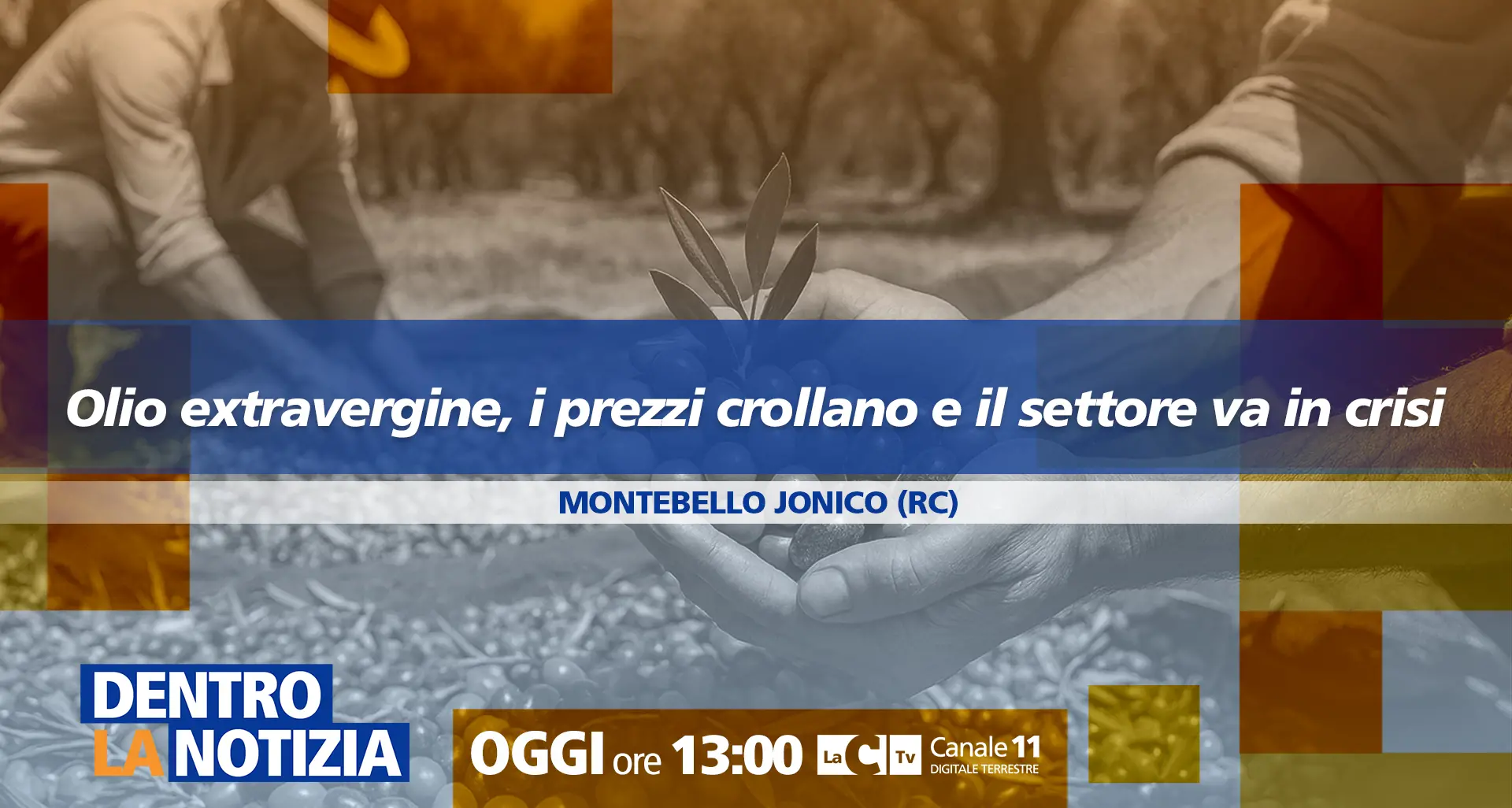 Crolla il prezzo dell’olio d’oliva, produttori calabresi in allarme: a Dentro la Notizia viaggio nell’emergenza\n