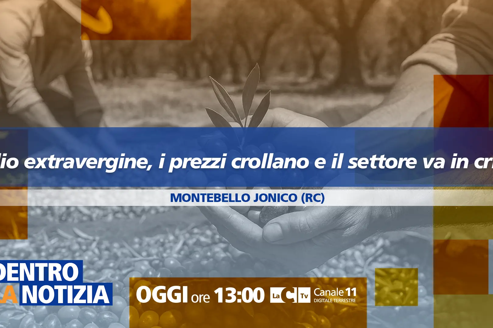 Crolla il prezzo dell’olio d’oliva, produttori calabresi in allarme: a Dentro la Notizia viaggio nell’emergenza\n
