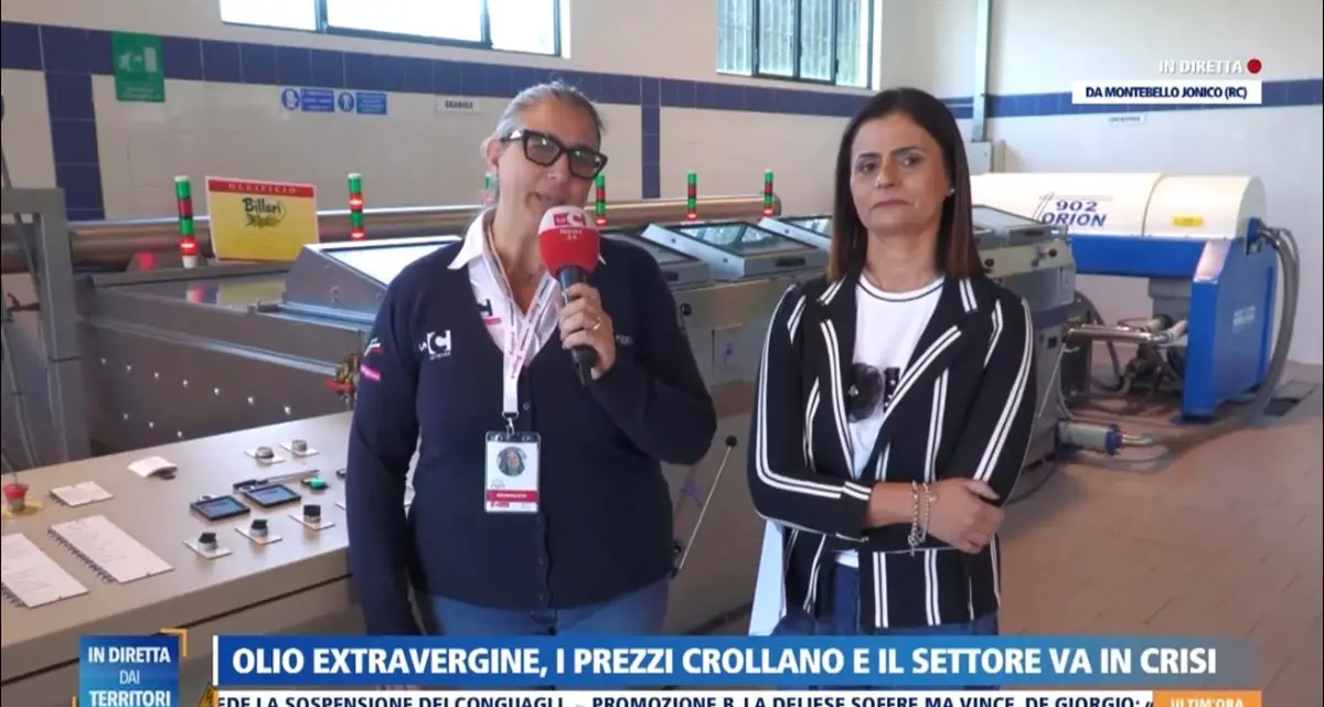 Clima sfavorevole e concorrenza sleale, ecco perchè l'olio calabrese e la sua filiera sono in crisi\n