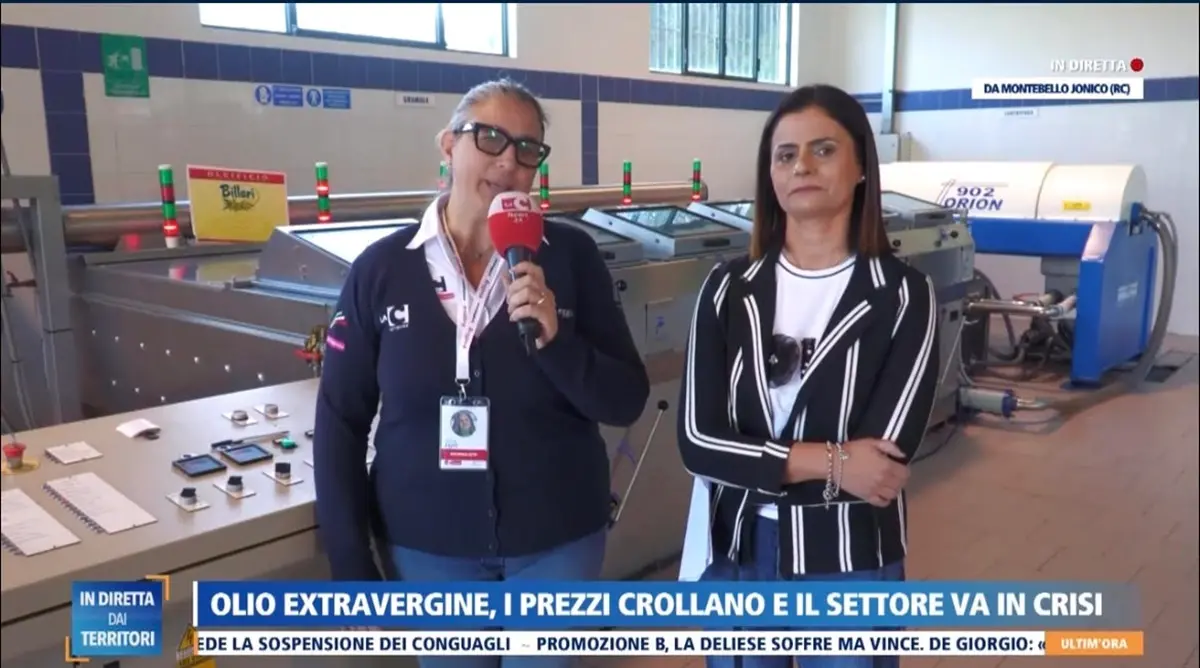 Clima sfavorevole e concorrenza sleale, ecco perchè l'olio calabrese e la sua filiera sono in crisi\n