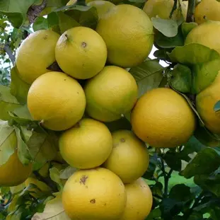 Consorzio di Tutela, associazioni di categoria e il produttore Foti presentano al Masaf l’opposizione alla registrazione del Disciplinare Igp