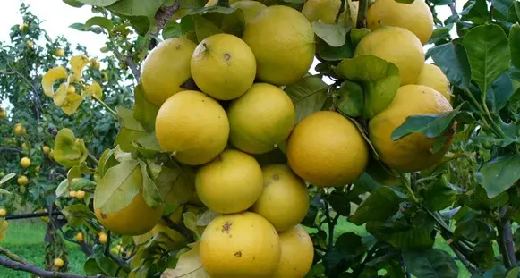 Consorzio di Tutela, associazioni di categoria e il produttore Foti presentano al Masaf l’opposizione alla registrazione del Disciplinare Igp