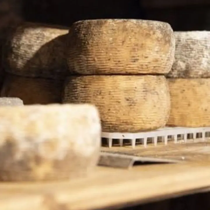 I caprini d'Aspromonte diventano Presidio Slow Food