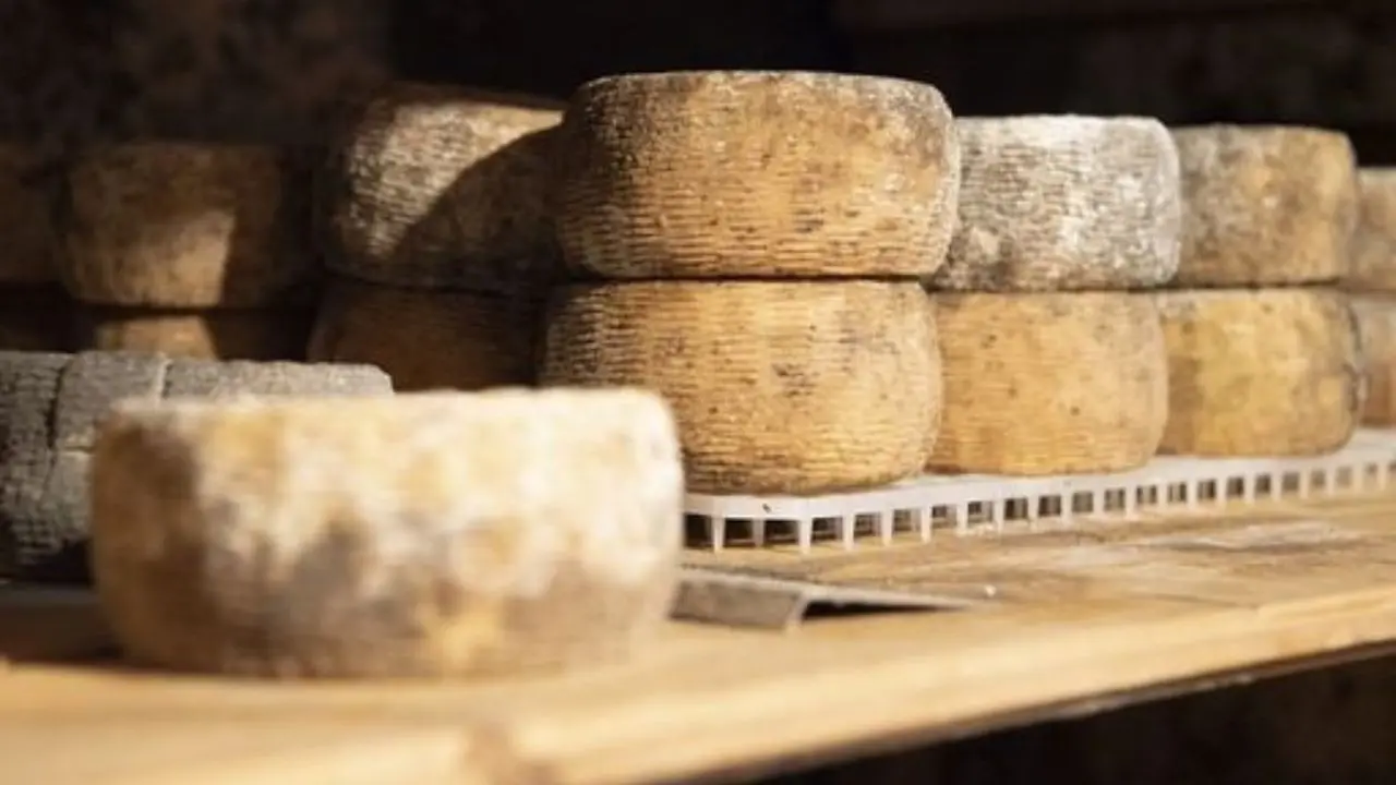 I caprini d'Aspromonte diventano Presidio Slow Food