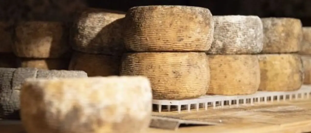 I caprini d'Aspromonte diventano Presidio Slow Food