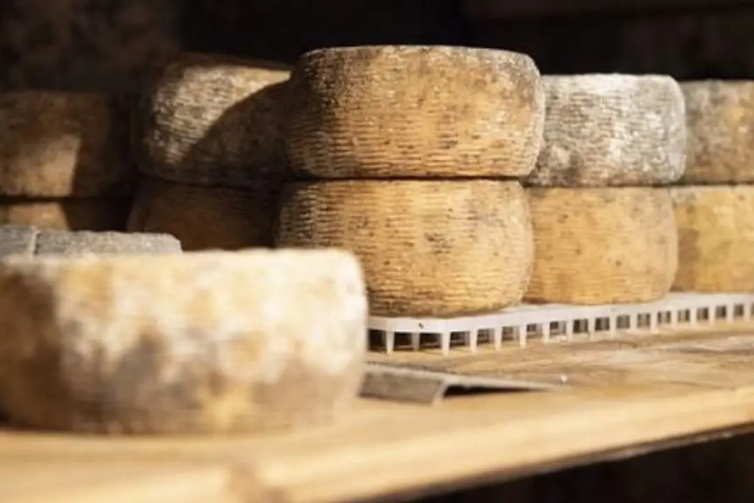 I caprini d'Aspromonte diventano Presidio Slow Food