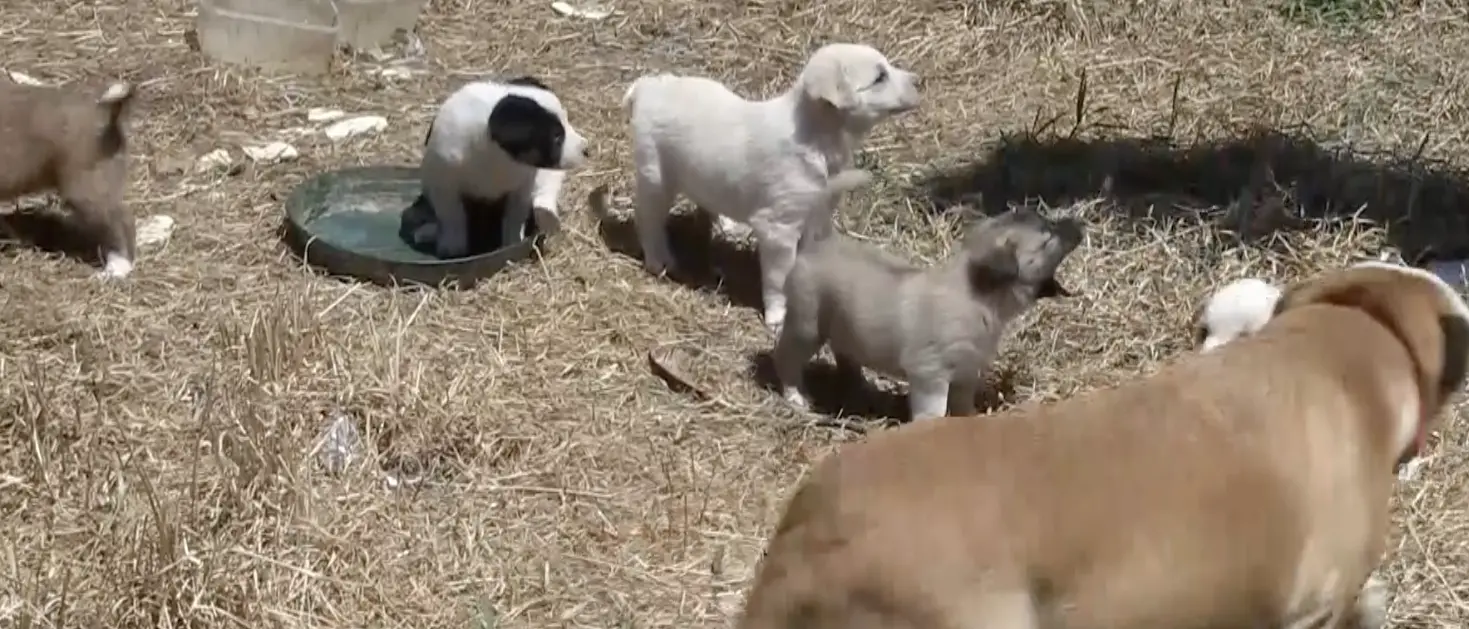 Corigliano Rossano, il Comune\u00A0punta su controlli e presenza attiva per gestire i cani randagi\n