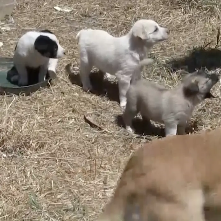 Corigliano Rossano, cani curati e restituiti al territorio: il Comune avvia il modello “rientro controllato”