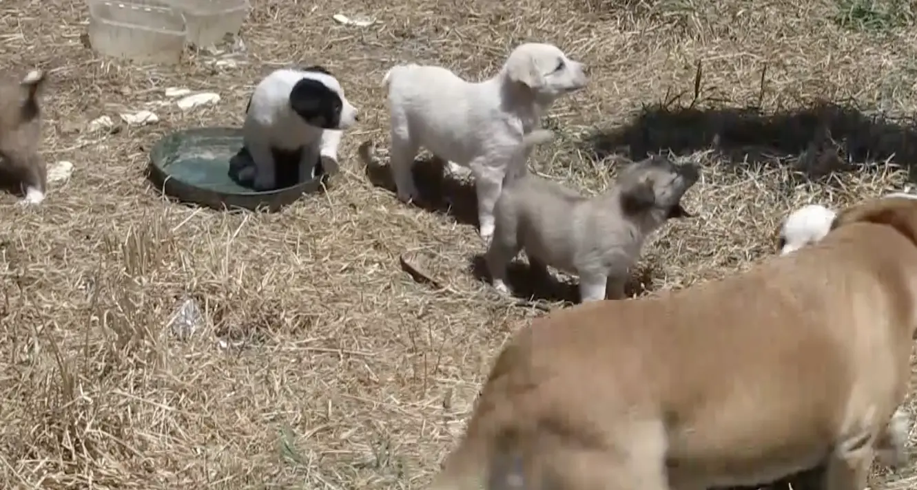 Corigliano Rossano, cani curati e restituiti al territorio: il Comune avvia il modello “rientro controllato”