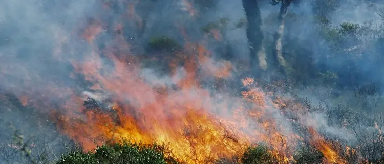 Incendi boschivi Calabria, Legambiente: «Dobbiamo proteggere le nostre\u00A0montagne, serve un percorso regionale forte e integrato»\n