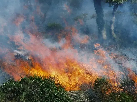 Incendi boschivi Calabria, Legambiente: «Dobbiamo proteggere le nostre montagne, serve un percorso regionale forte e integrato»