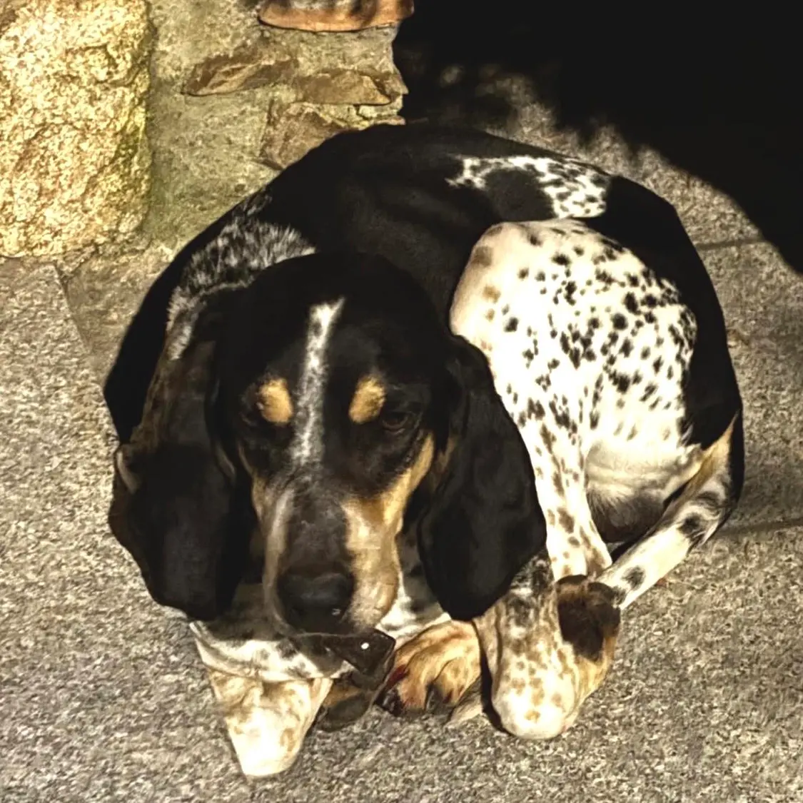 Cani smarriti nei boschi della Sila:\u00A0doppio lieto fine grazie a carabinieri e polizia provinciale\n