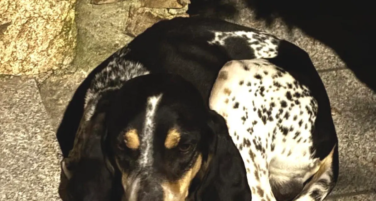 Cani smarriti nei boschi della Sila:\u00A0doppio lieto fine grazie a carabinieri e polizia provinciale\n