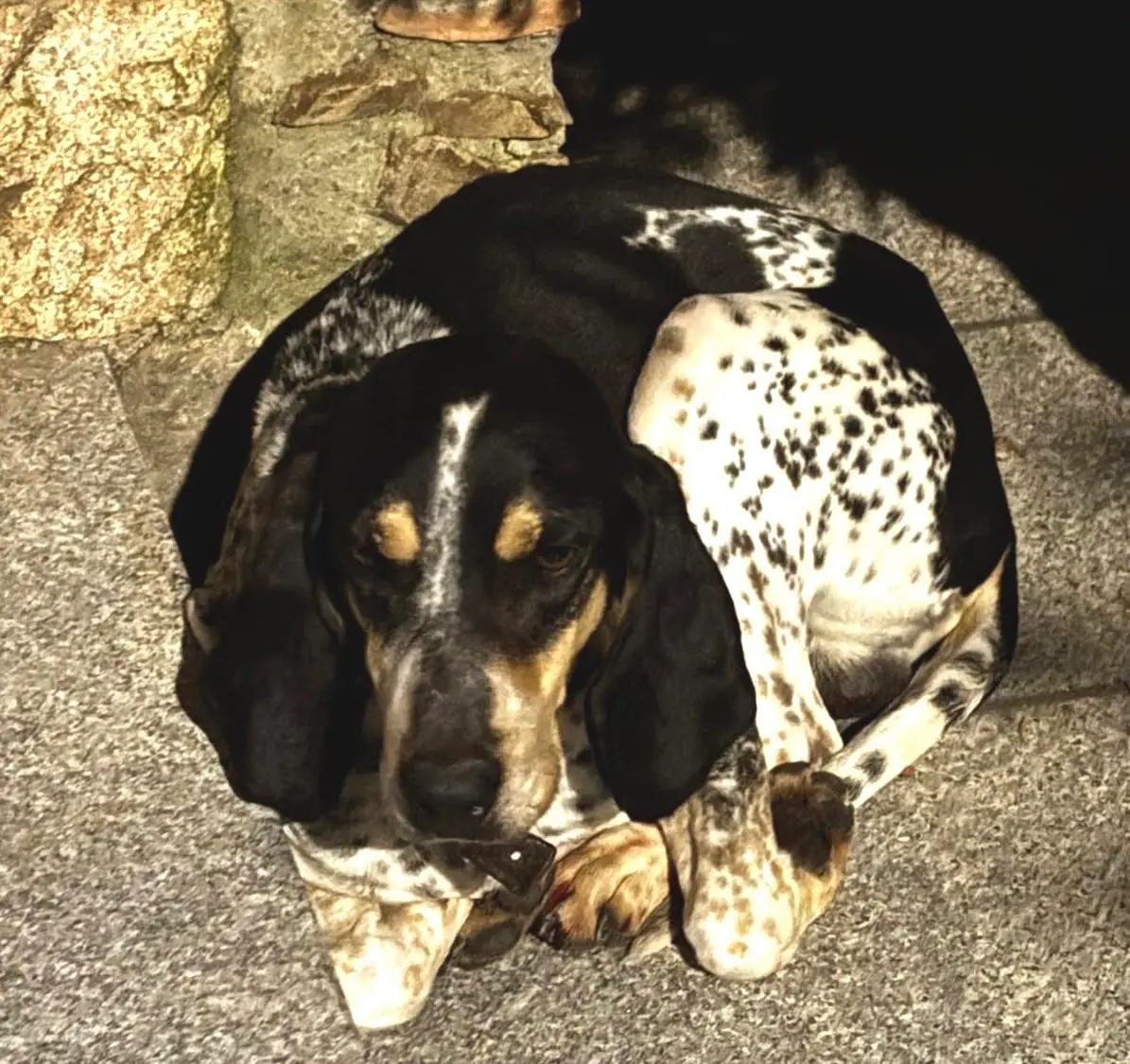 Cani smarriti nei boschi della Sila:\u00A0doppio lieto fine grazie a carabinieri e polizia provinciale\n