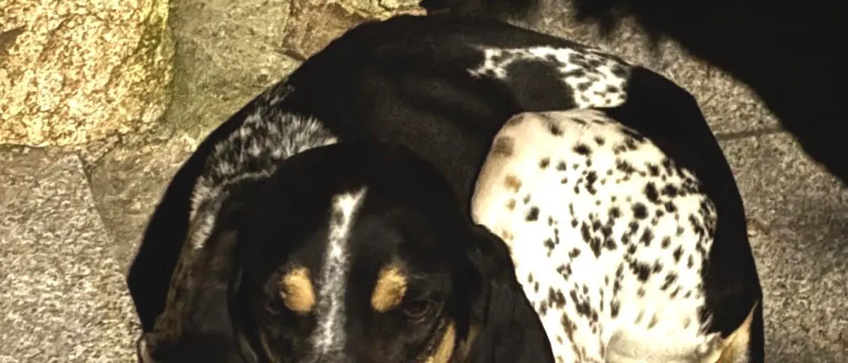 Cani smarriti nei boschi della Sila:\u00A0doppio lieto fine grazie a carabinieri e polizia provinciale\n