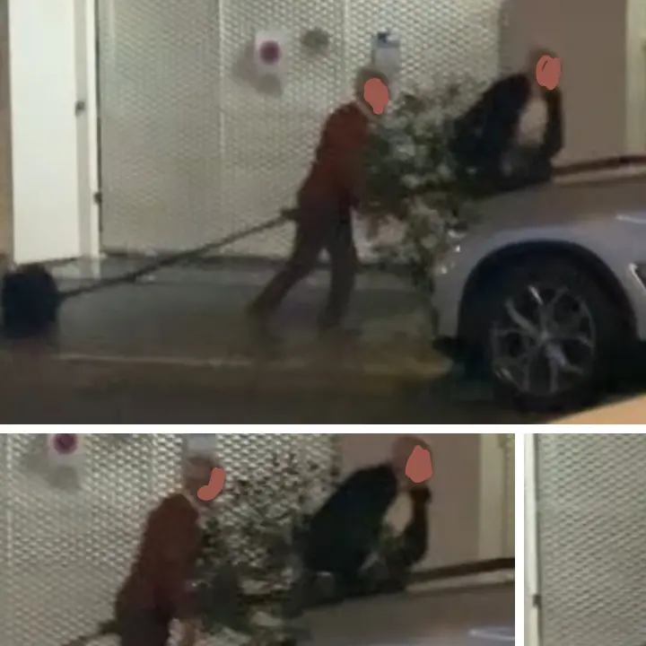 Cosenza, l’albero “maledetto” di Santa Teresa: piantato, tagliato, ora\u00A0estirpato di notte