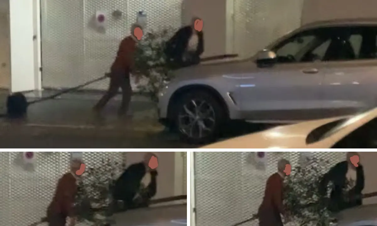 Cosenza, l’albero “maledetto” di Santa Teresa: piantato, tagliato, ora\u00A0estirpato di notte