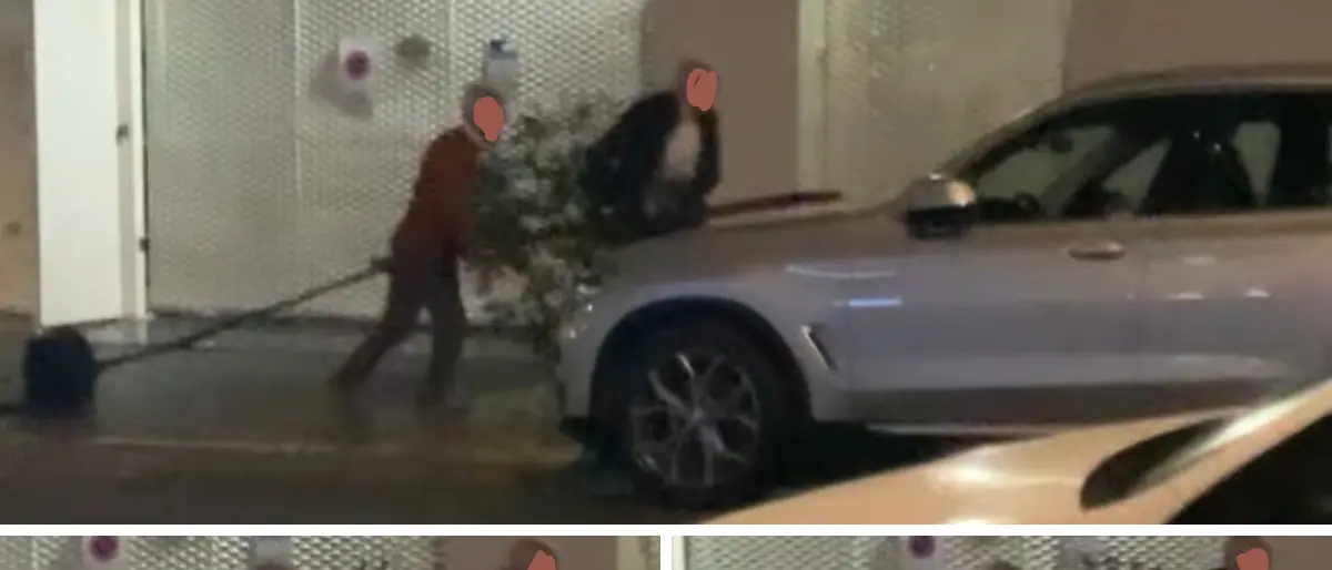 Cosenza, l’albero “maledetto” di Santa Teresa: piantato, tagliato, ora\u00A0estirpato di notte