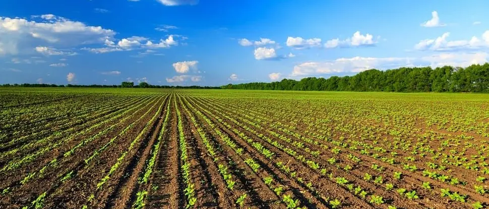 Da Arcea 27 milioni per l’agricoltura biologica, Gallo: «È un patrimonio per la Calabria»\n