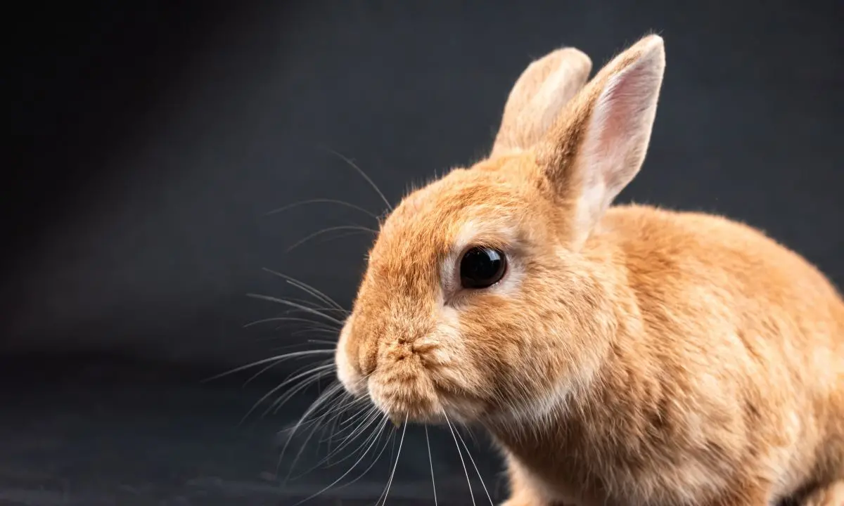 Una ricerca scientifica senza cavie, la campagna Lav fa tappa a Tropea e Parghelia\n