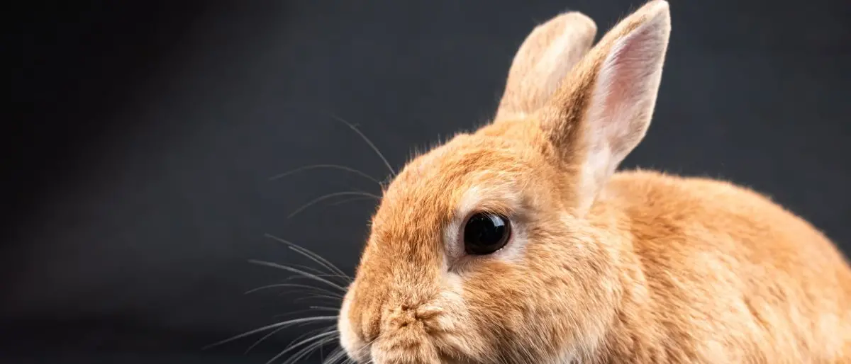 Una ricerca scientifica senza cavie, la campagna Lav fa tappa a Tropea e Parghelia\n