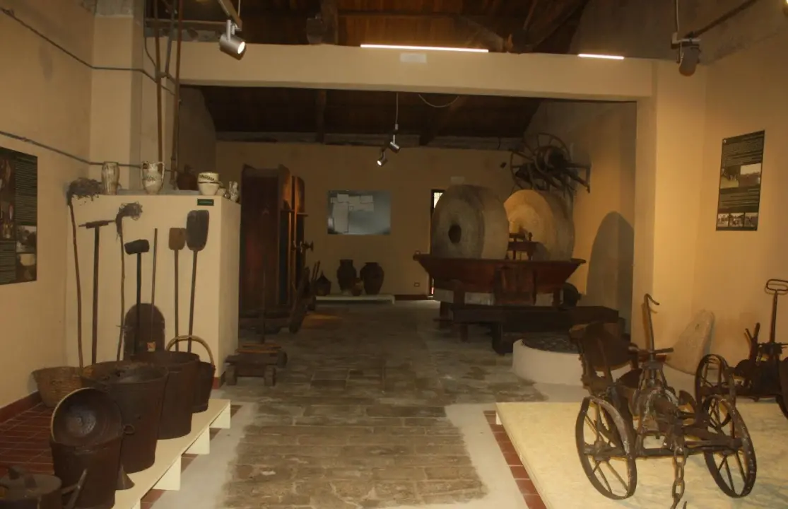 Tra paesaggio e nutrizione, al Museo etno-antropologico di Ricadi focus su ulivo e olio extravergine\n