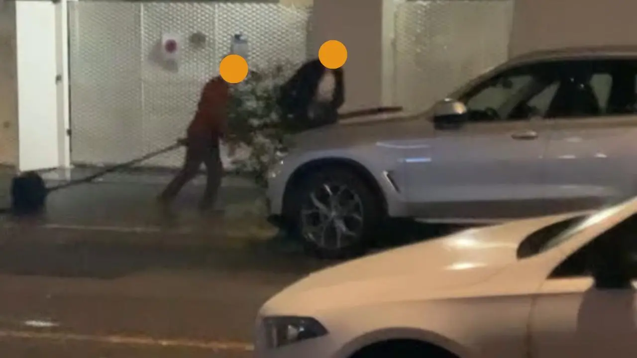 Cosenza, estirpato l’albero appena piantato: il Comune fa una denuncia contro ignoti